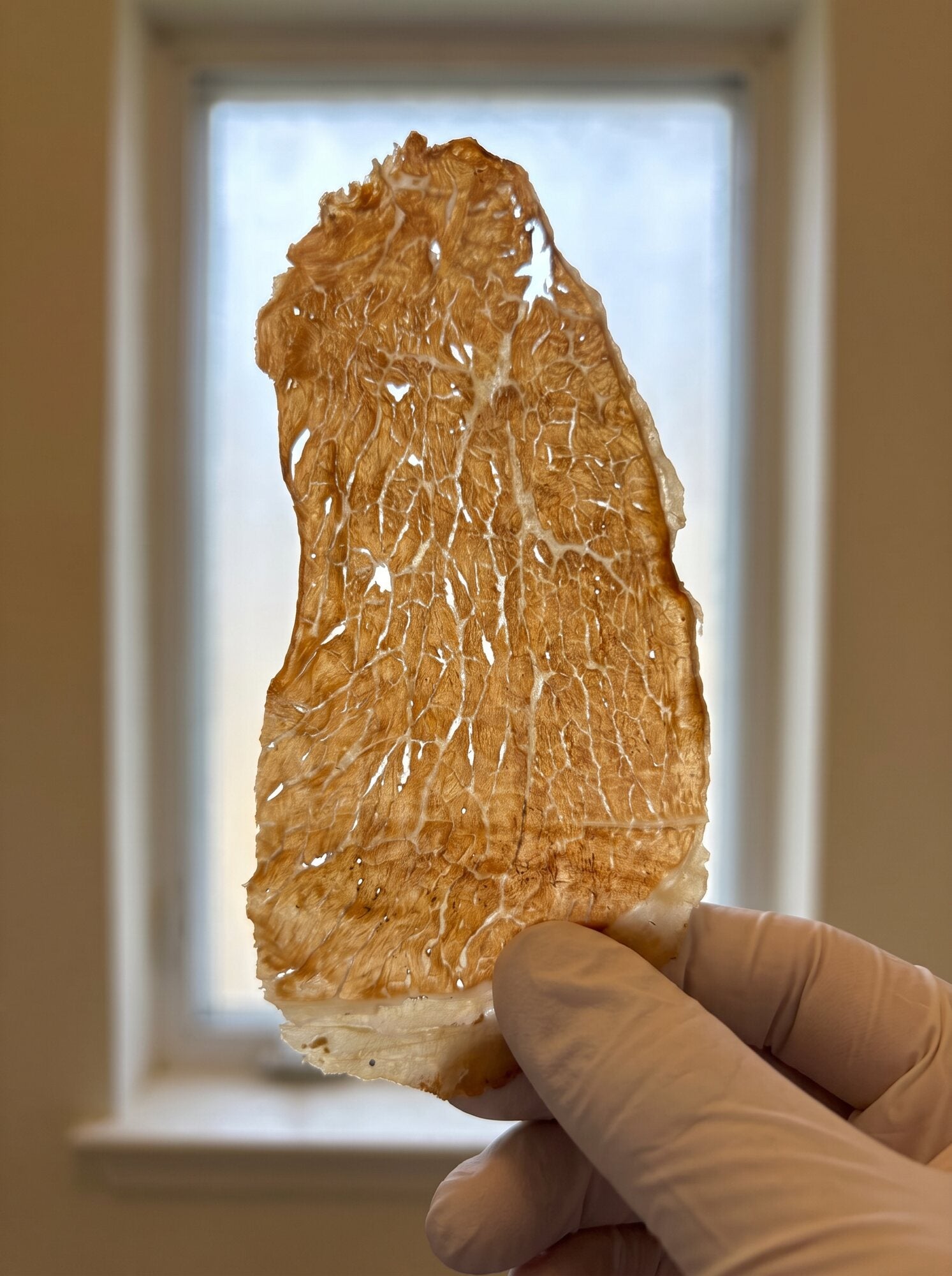 A paper-thin CowCrunch beef chip held up to the light